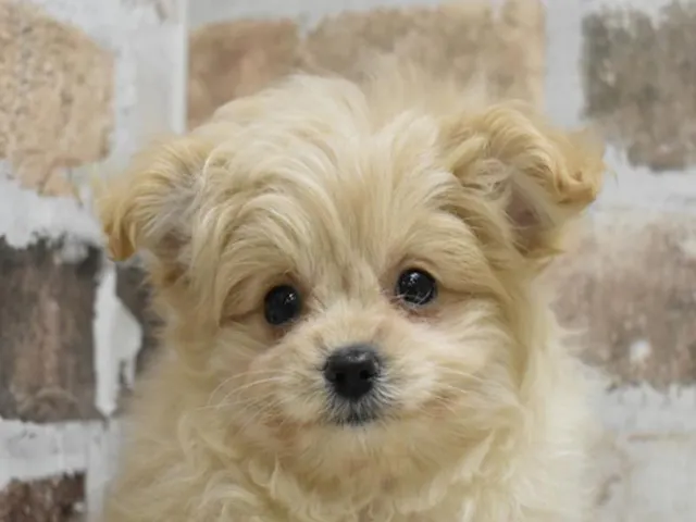 静岡県のハーフ犬・ミックス犬 (ペッツワン沼津店/2025年1月3日生まれ/女の子/アプリコット)の子犬